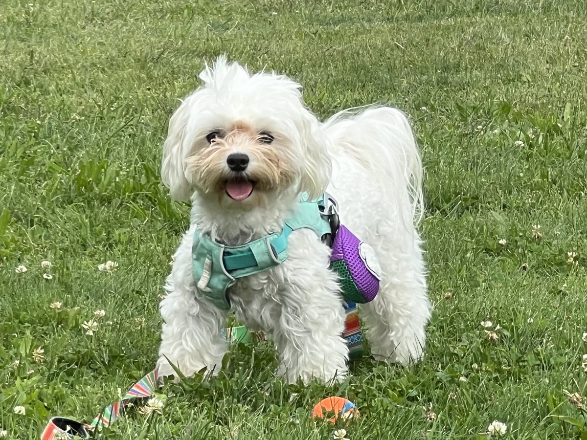 Nori, a small white dog, standing on the grass with her tongue out