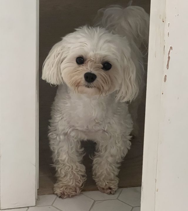 Nori peeking through a doorway