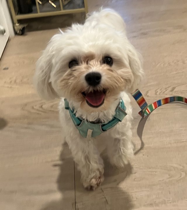 Nori running toward the camera