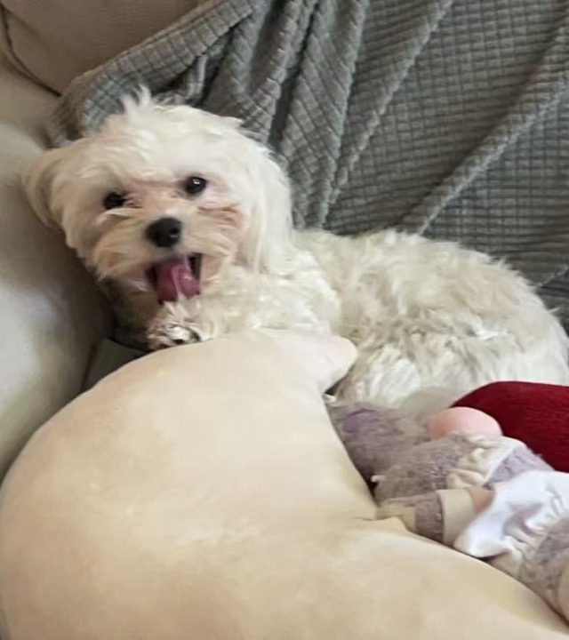 Nori yawning on the sofa next to her toy